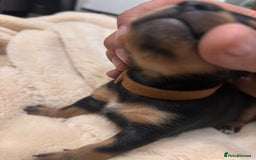 Mixed Breed dogs for sale: Jackawawa - Image 34