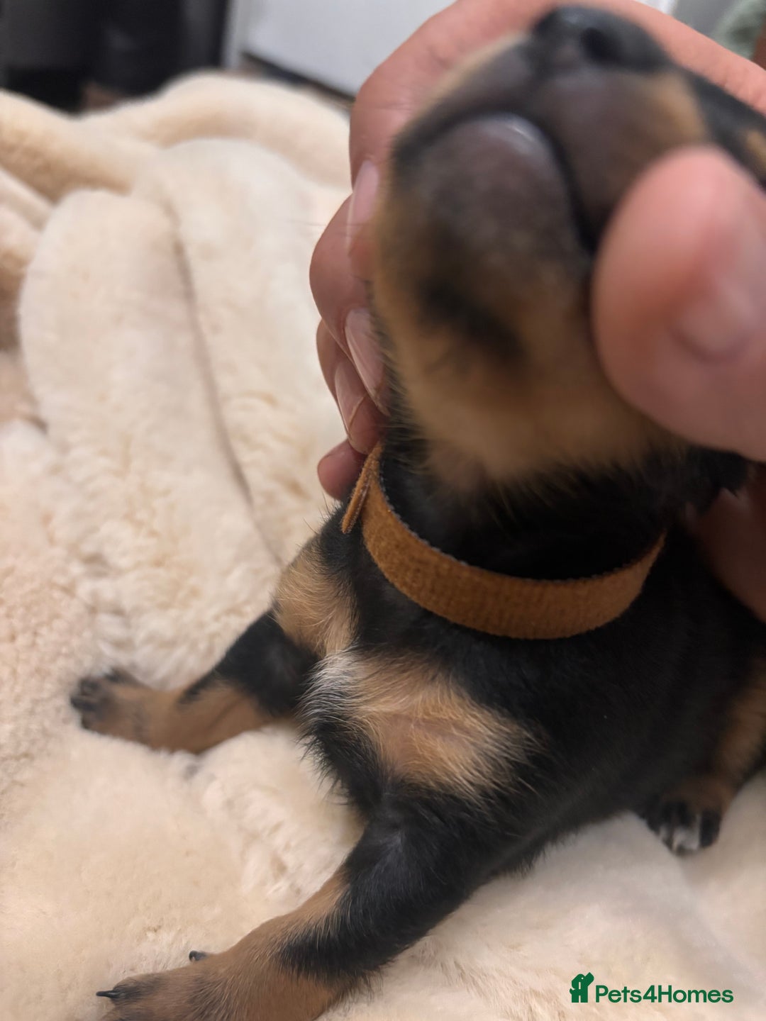 Mixed Breed dogs for sale: Jackawawa - Image 34