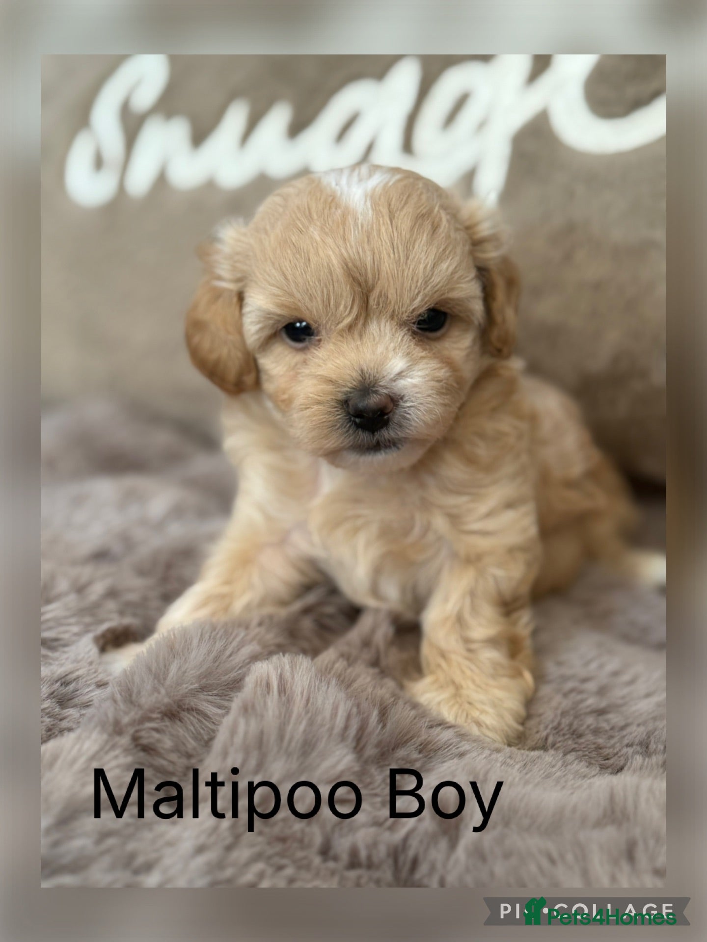 Maltipoo dogs Maltipoo Babies  - Advert 2