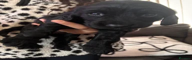Cocker Spaniel 8