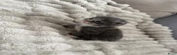 Maine Coon cats for sale: Beautiful Maine Coon Babies Available.  - Advert 7