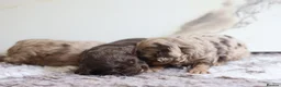 Cavapoo dogs for sale: F1 rare chocolate/choc Merle Cavapoo pups - Advert 3