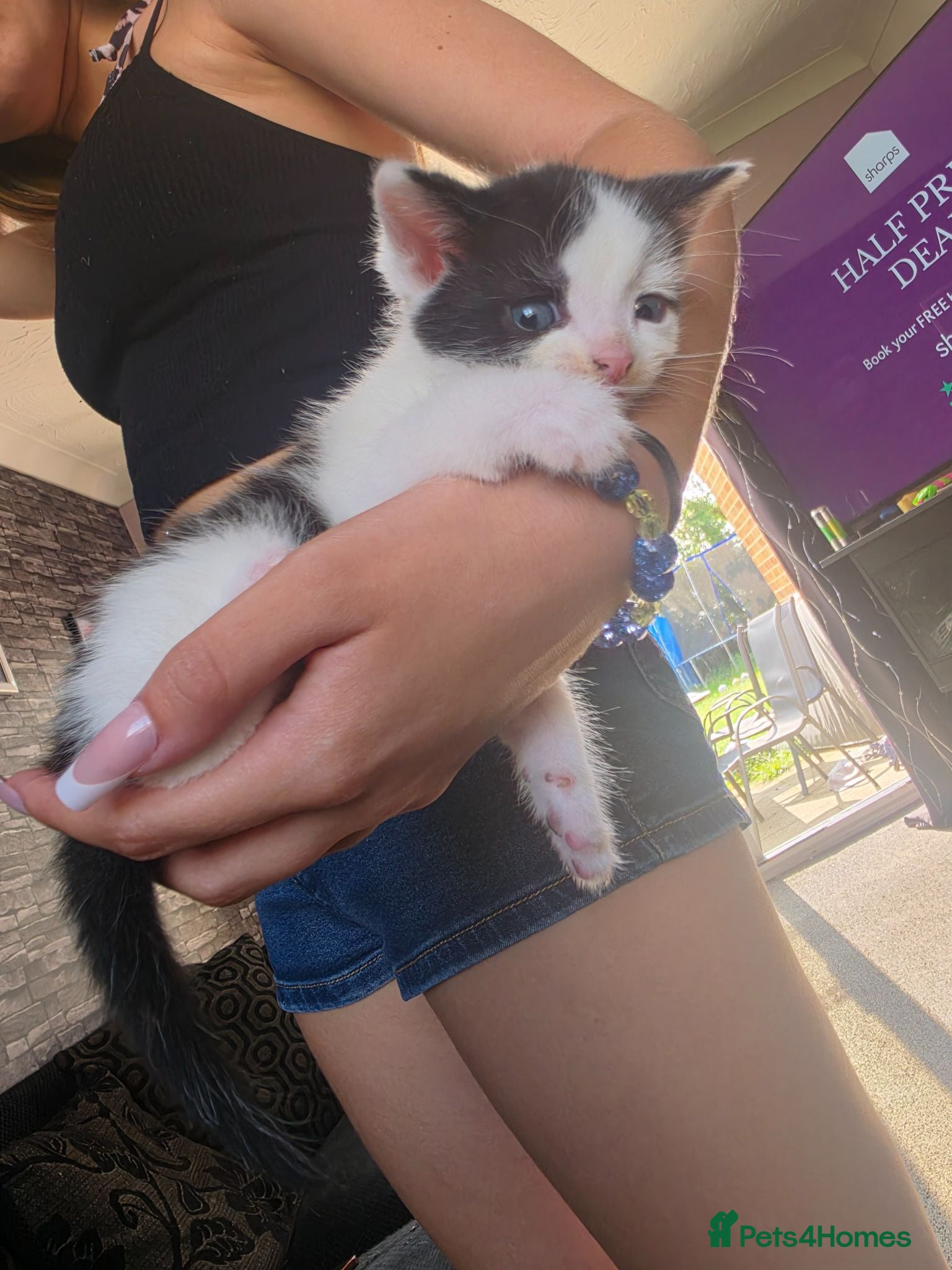 Domestic Shorthair cats Little Male domestic shorthair  - Advert 12