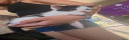 Domestic Shorthair cats for sale: Little Male domestic shorthair  in Cambridge - Advert 1