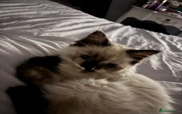 Ragdoll cats for sale: Ragdoll kitten  - Image 2