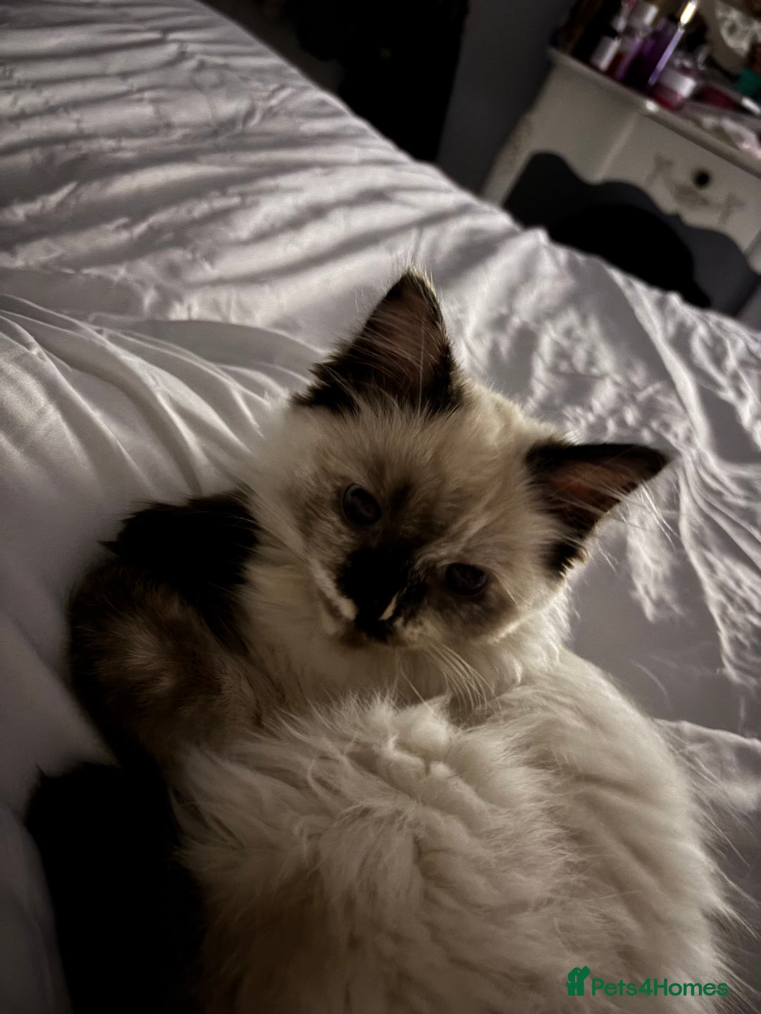 Ragdoll cats for sale: Ragdoll kitten  - Image 2