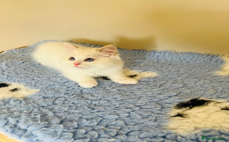 Ragdoll cats - Advert 5