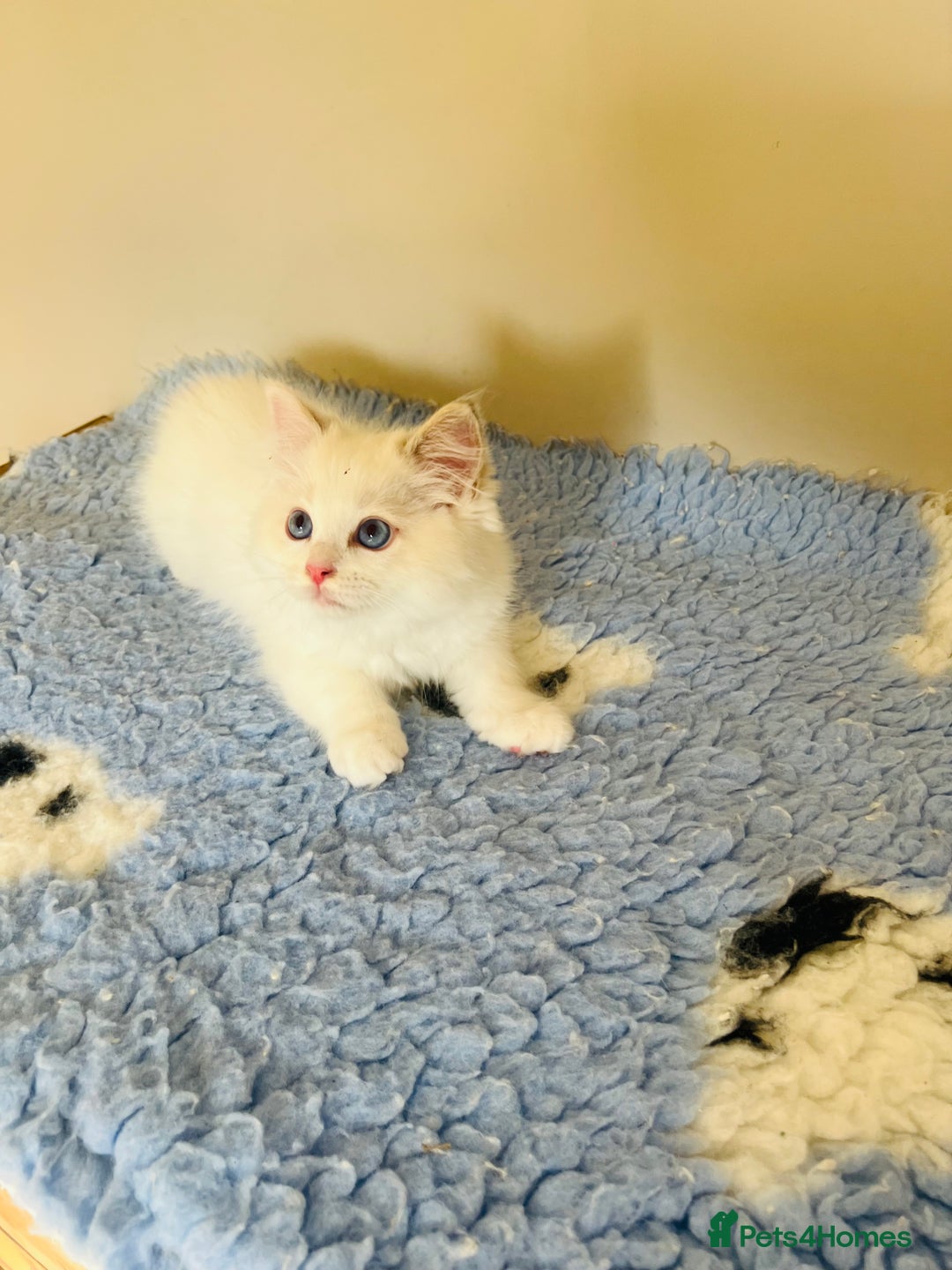 Ragdoll cats for sale: GCCF Reg Lilac Bicolour RAGDOLL  - Image 1