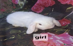 Mini Lop rabbits for sale: Mini lop baby rabbits - Advert 5