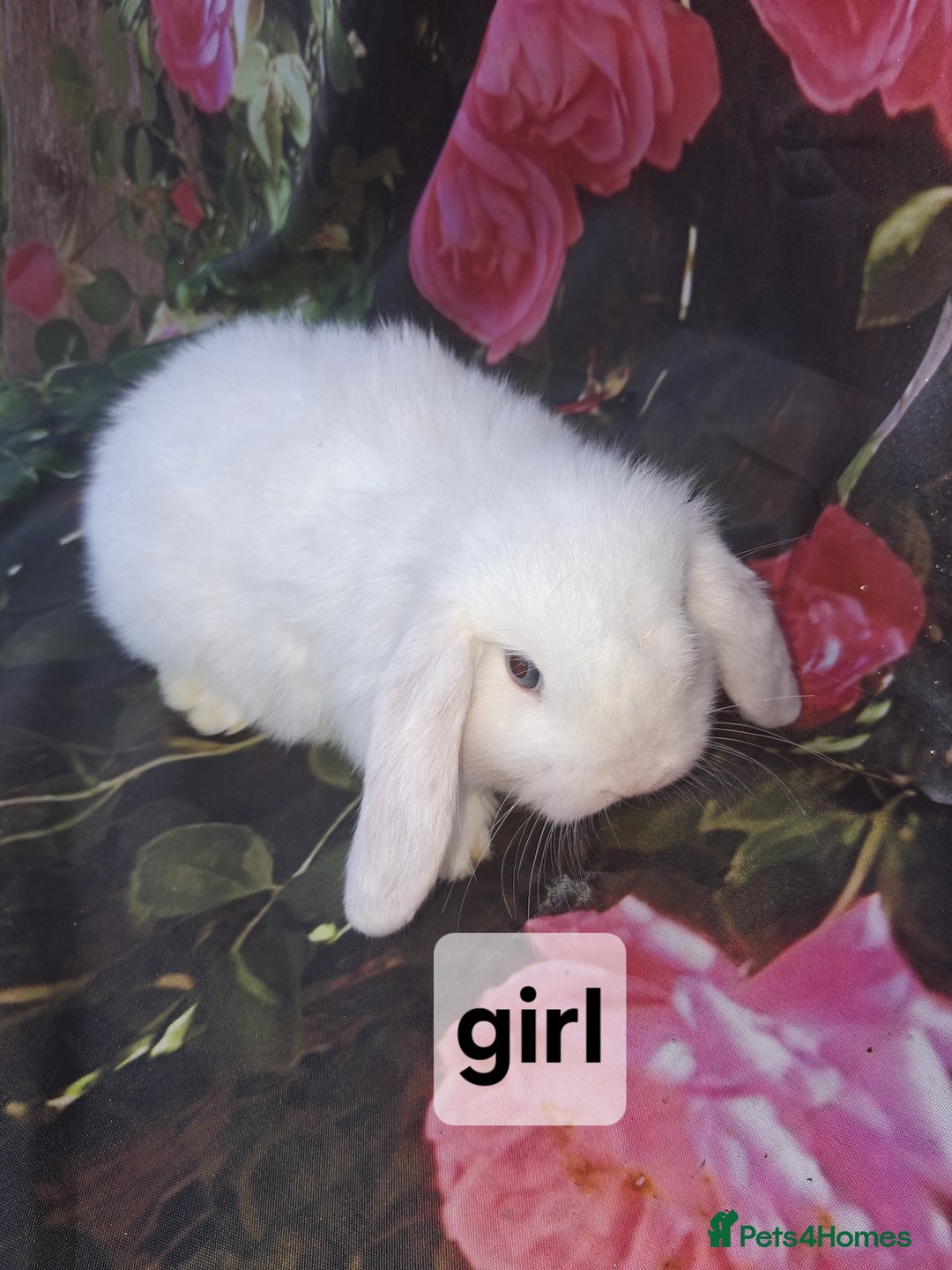 Mini Lop rabbits for sale: Mini lop baby rabbits - Advert 5