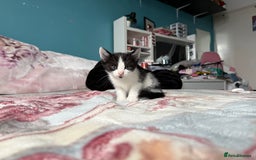 Mixed Breed cats for sale: 2 kittens! - Image 8