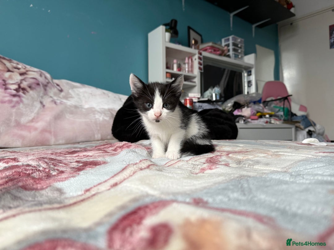 Mixed Breed cats for sale: 2 kittens! - Image 8