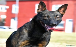 Mixed Breed dogs for sale: Bullherders top working lines  - Advert 36