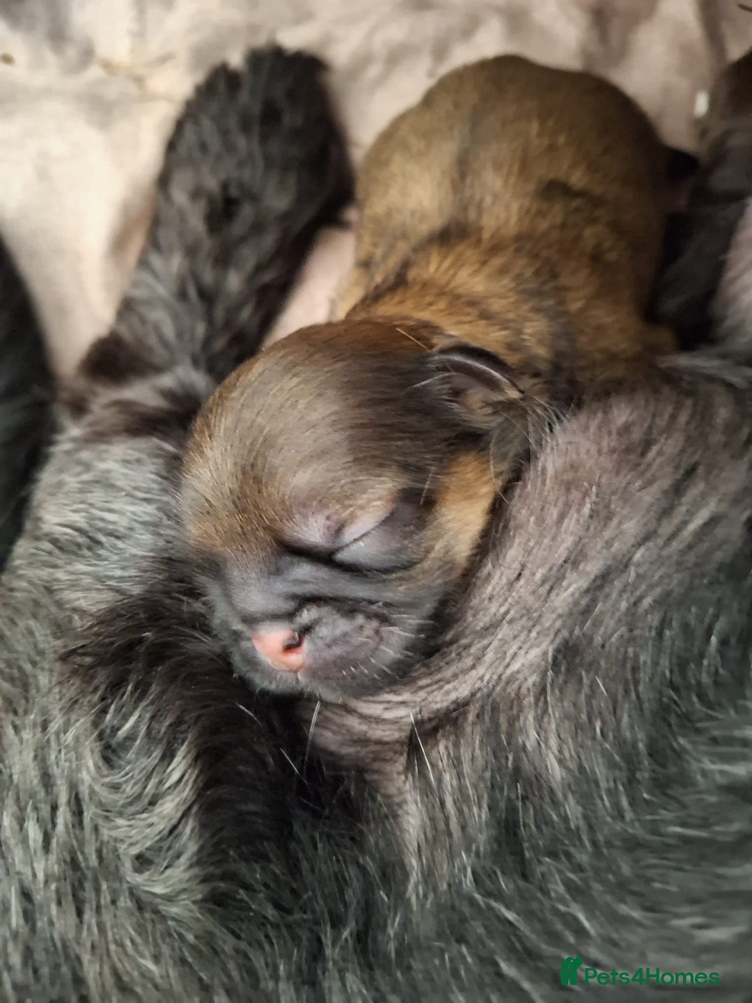 Shih Tzu dogs for sale: KC Reg Imperial Shih Tzu Puppies –  **  Ready - Advert 6