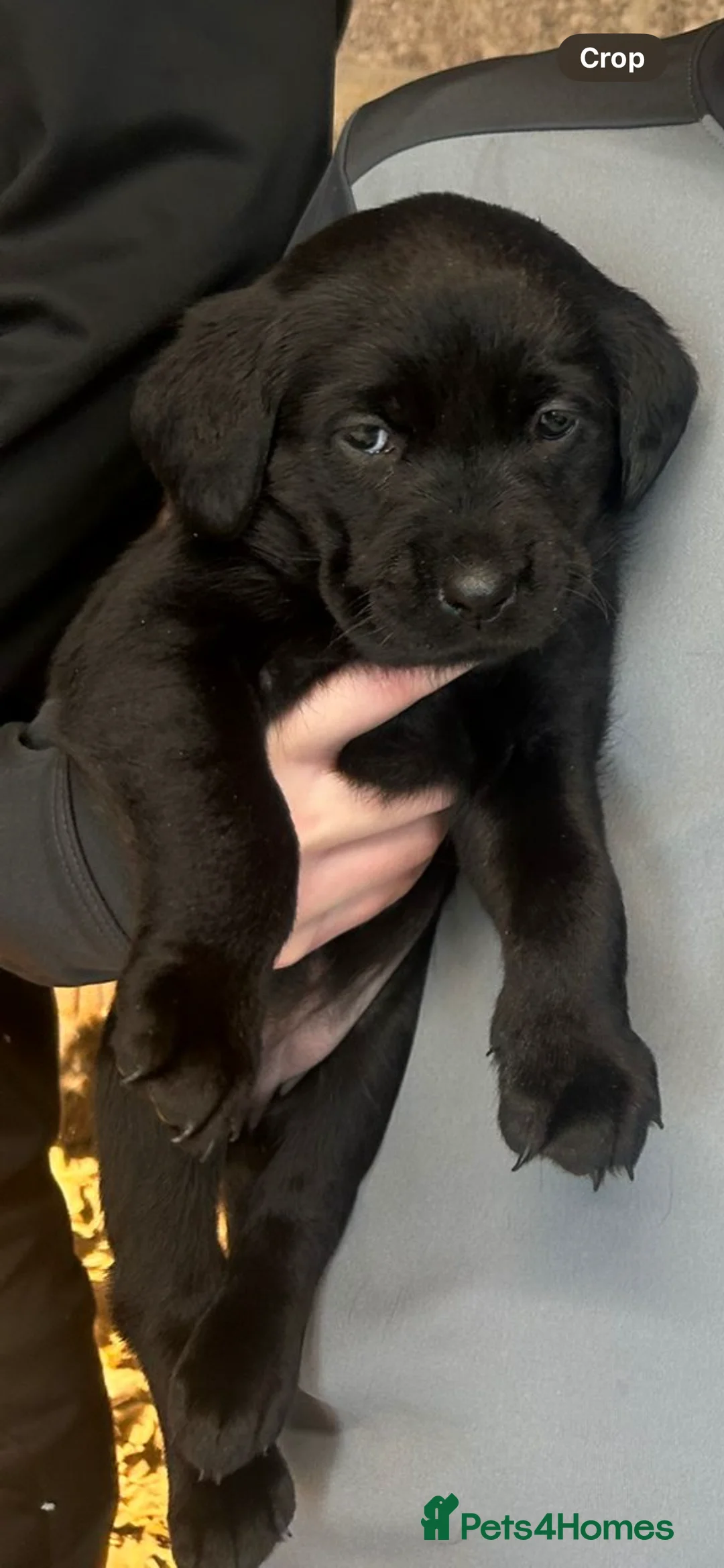 Labrador Retriever dogs for sale: Lovely KC registered Black and Chocolate pups - Advert 6