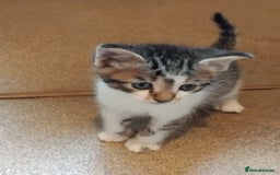 Mixed Breed cats for sale: Lovely Bengal x kittens for sale. - Advert 8