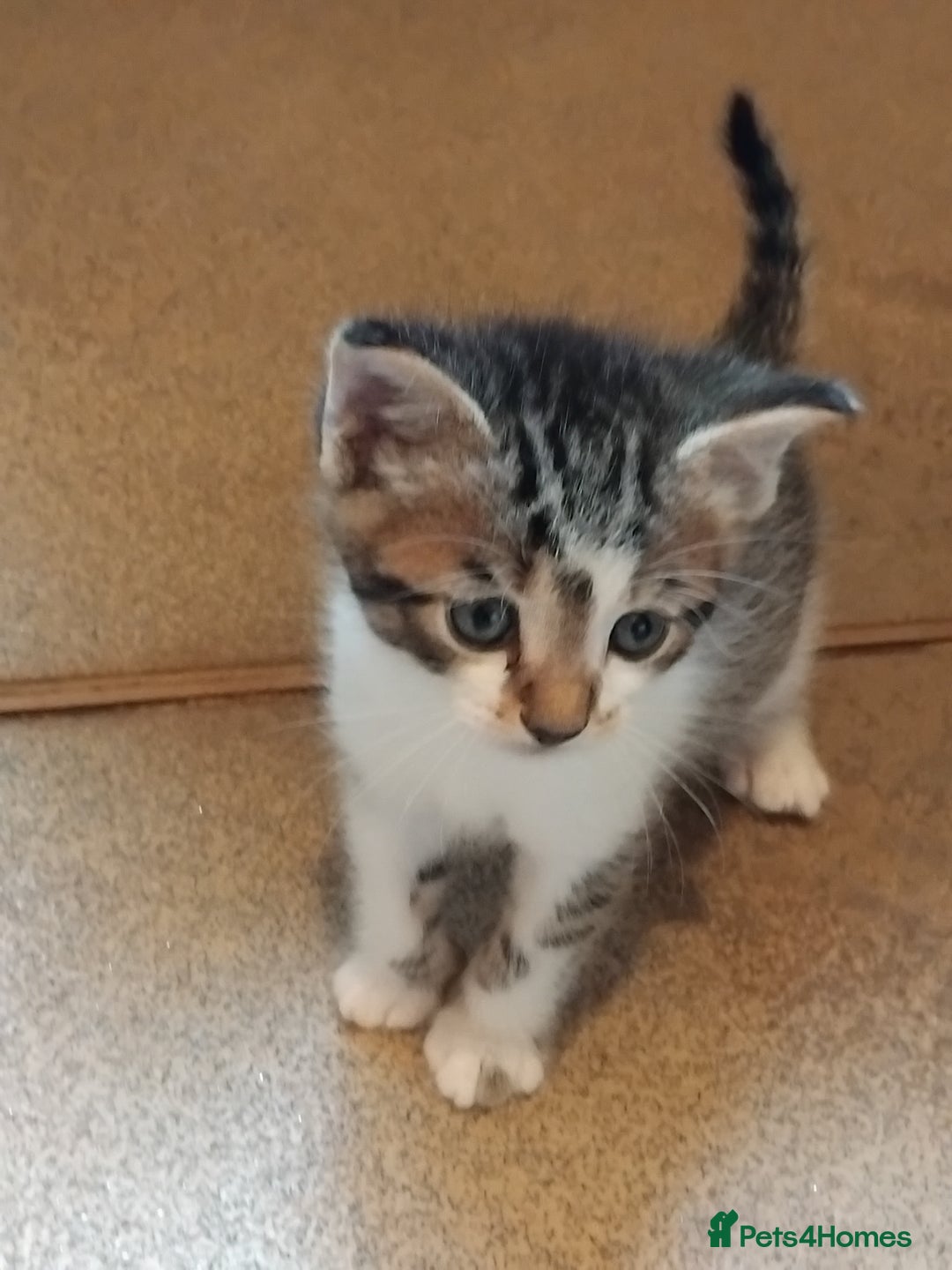 Mixed Breed cats for sale: Lovely Bengal x kittens for sale. - Advert 8