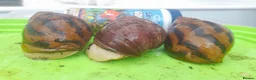 Snails invertebrates for sale: Albino Giant African Snails Marginata - Advert 5