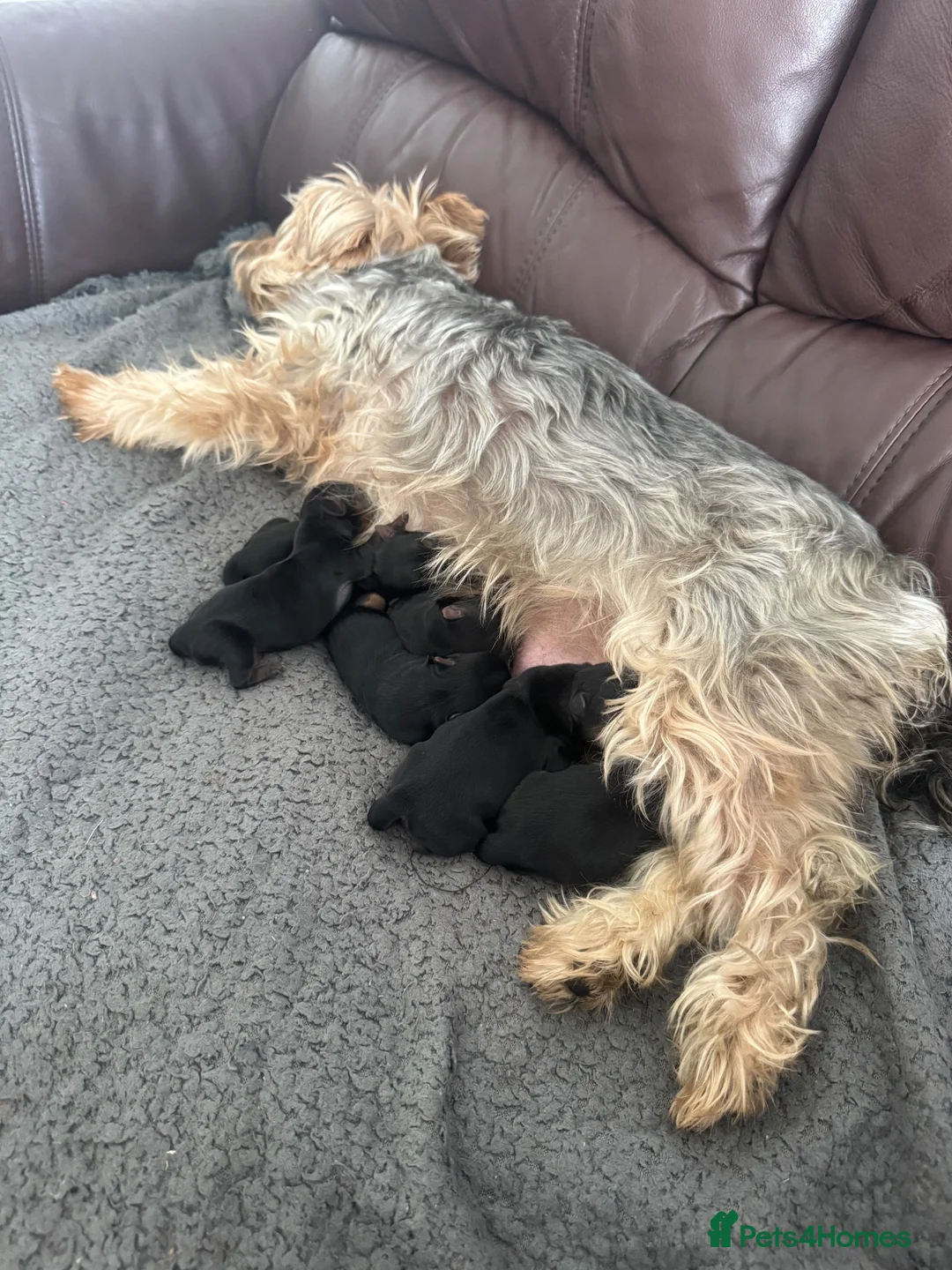 Yorkshire Terrier dogs for sale: Yorkshire terrier - Advert 6