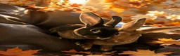 Rex rabbits for sale: Baby rex brothers - Advert 1