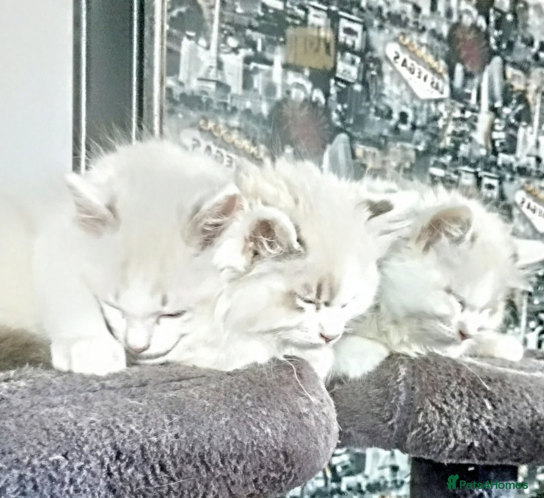 Ragdoll cats for sale: Beautiful full ragdoll kittens £695 - Advert 22