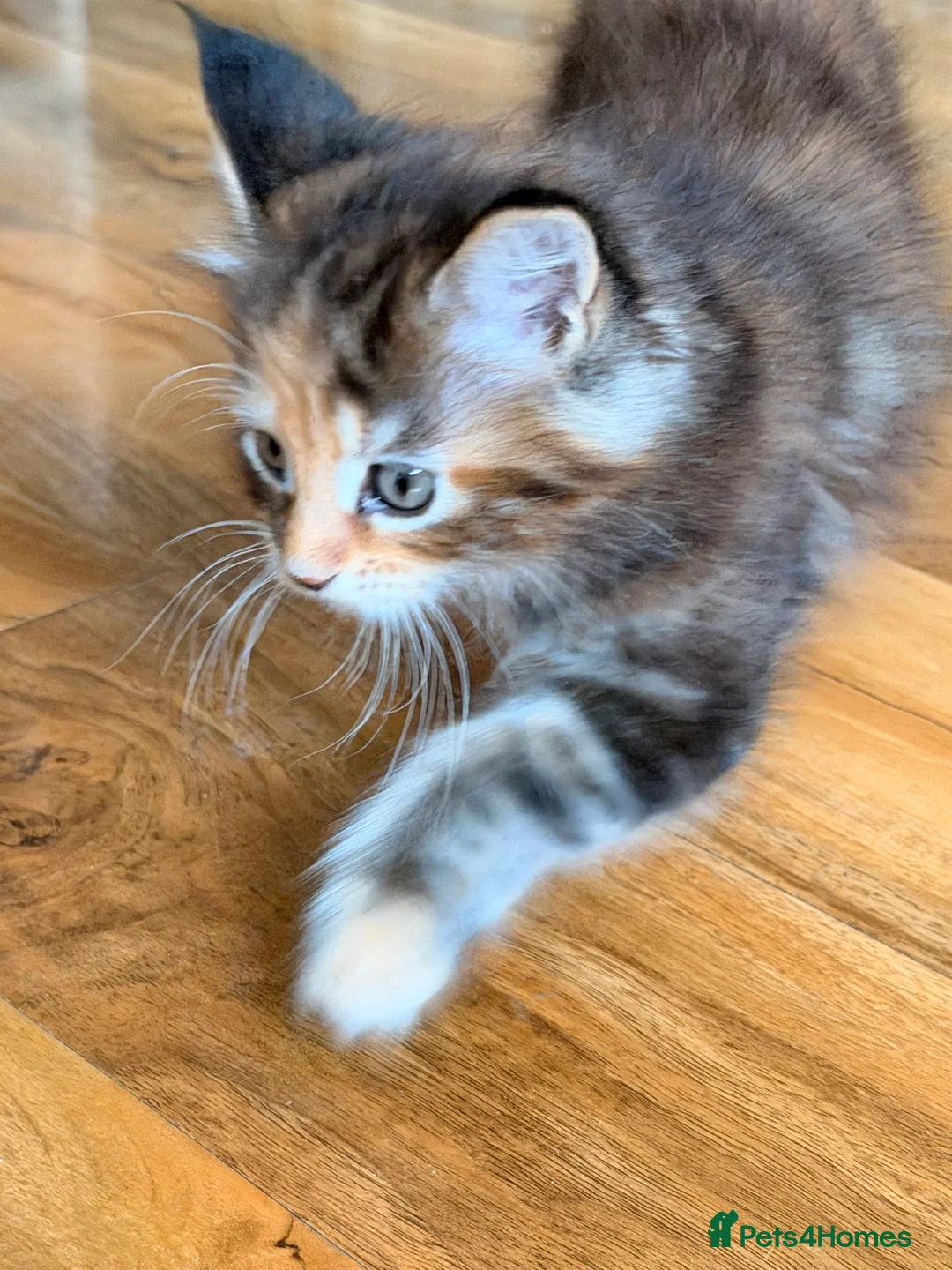 Maine Coon cats for sale: Maine coon kittens - Advert 7