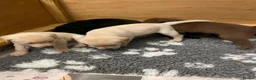 Labrador Retriever dogs for sale: Beautiful litter of Labrador Retriever puppies in Gloucester - Advert 4