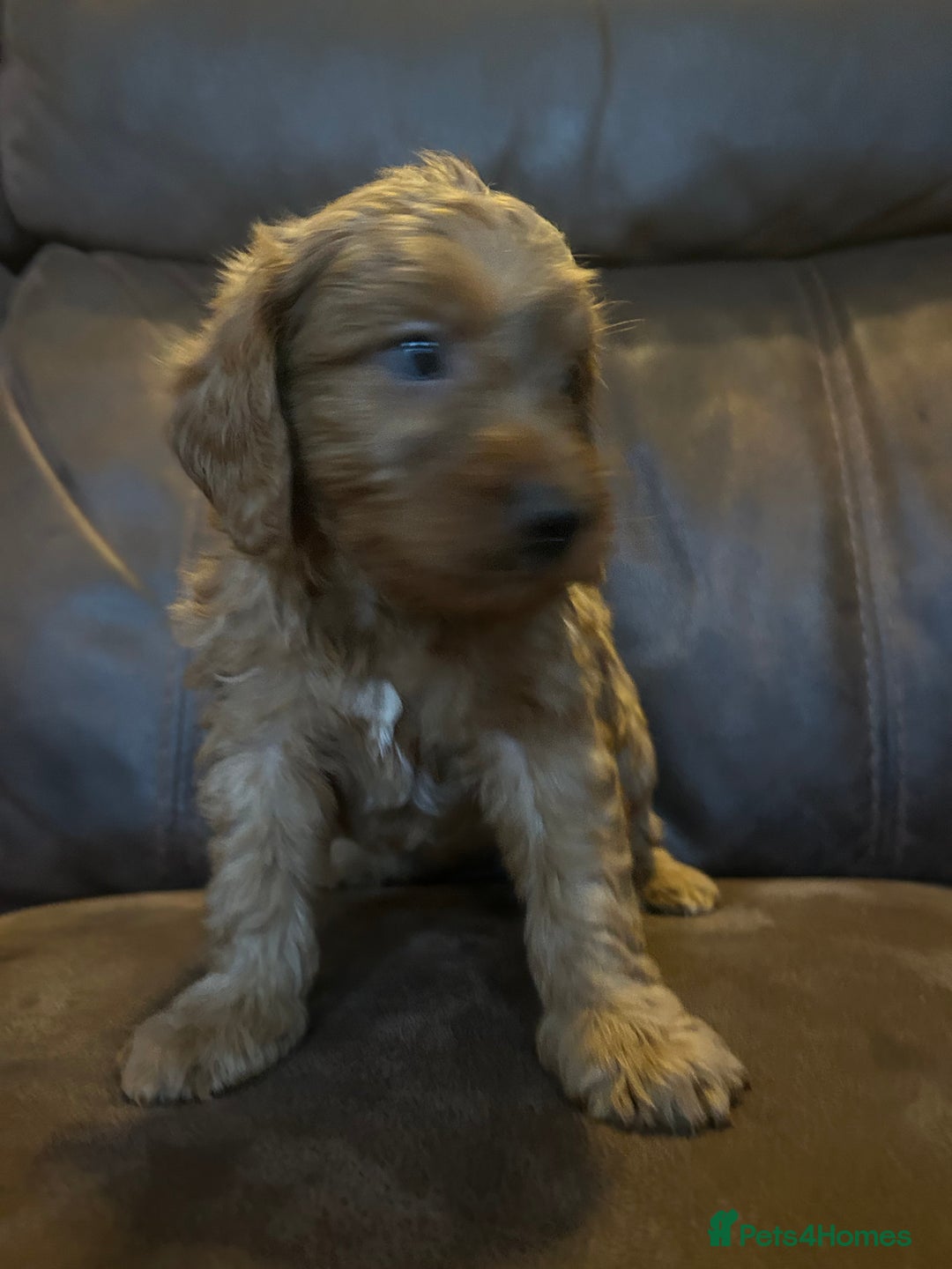 Labradoodle dogs for sale: 🐾F1b Healthy Labradoodle Puppies – Ready 18 Dec🐾 - Advert 16