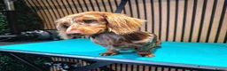Miniature Dachshund dogs for stud: **RogueRoyales Stud Vuitton** PRA Clear - Advert 10