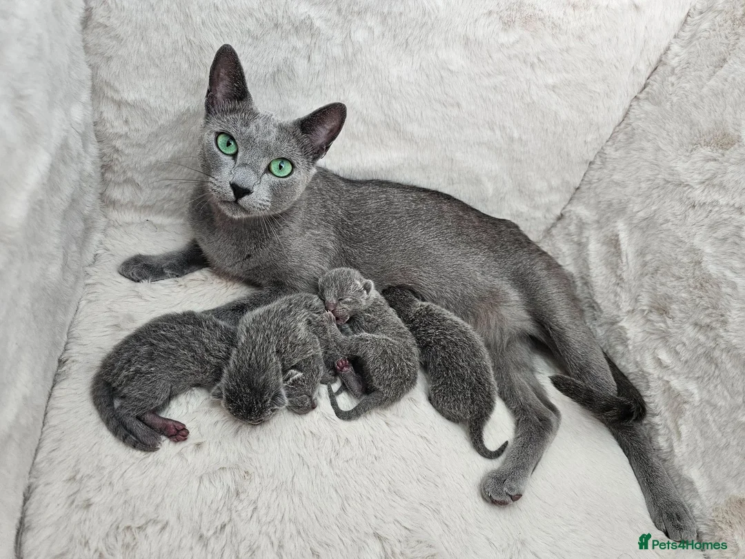 Russian Blue cats for sale: GCCF REGISTERED RUSSIAN BLUE KITTENS  - Advert 1