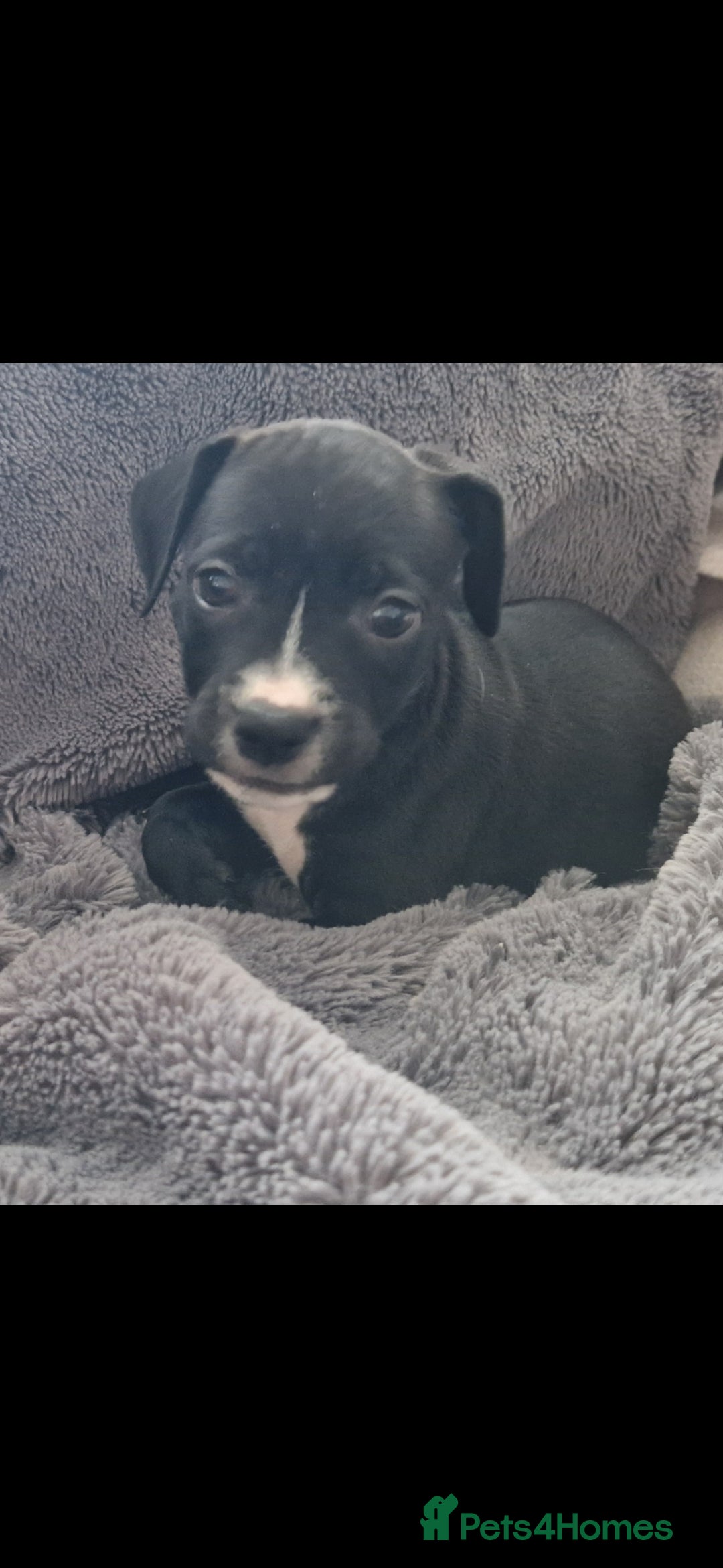 Mixed Breed dogs for sale: Ready to go  - Image 2