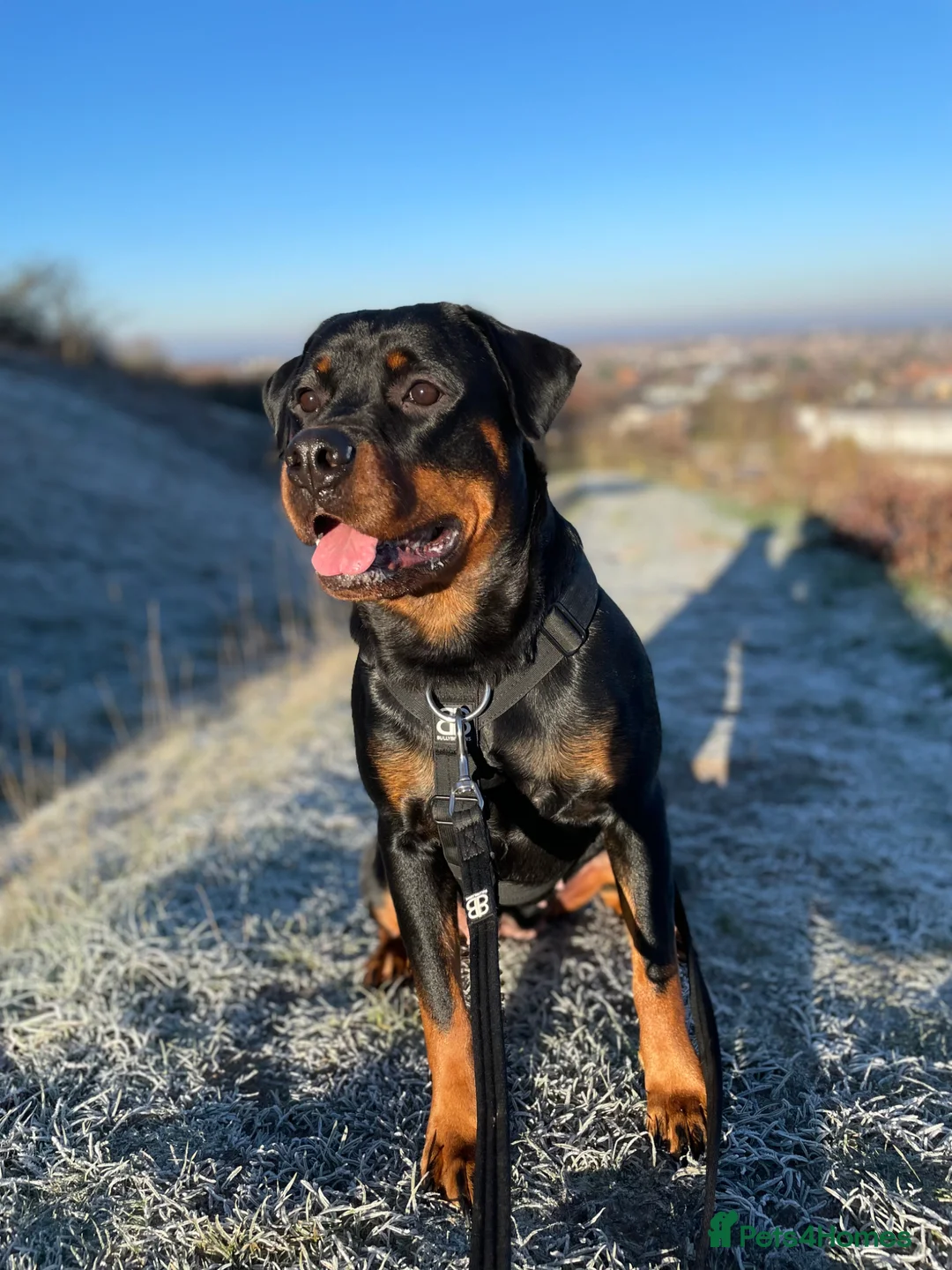 Rottweiler dogs for sale: Roxy - A beautiful pedigree Rottweiler  - Advert 1