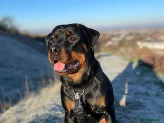Rottweiler dogs Roxy - A beautiful pedigree Rottweiler - Advert 4