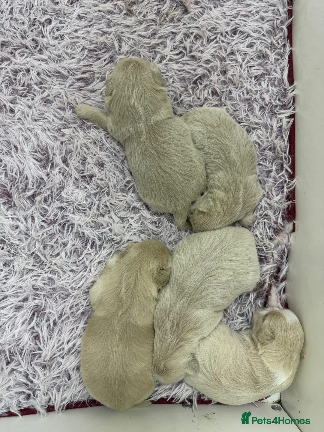 Shih Tzu dogs for sale: Stunning shihtzus  - Advert 2