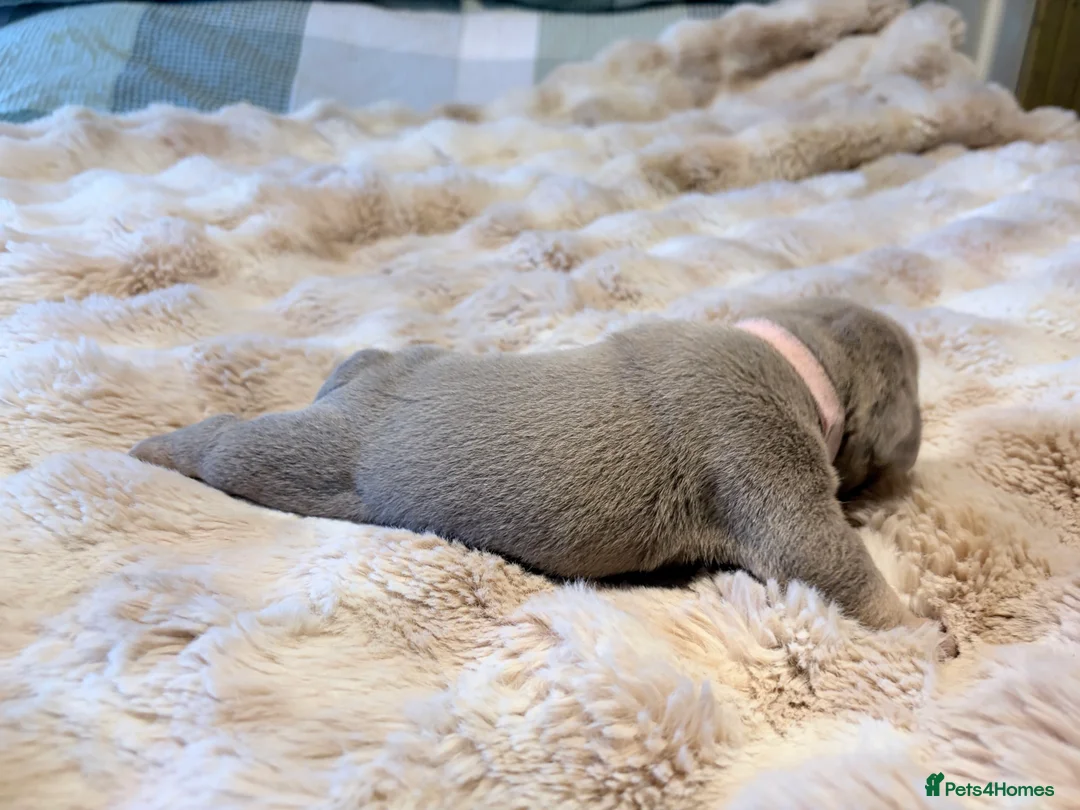 English Bulldog dogs for sale: KC English Bulldog Puppies Exceptional Quality  - Advert 10