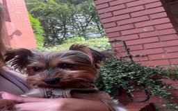 Yorkshire Terrier dogs for sale: Beautiful Yorkshire terrier  - Image 2