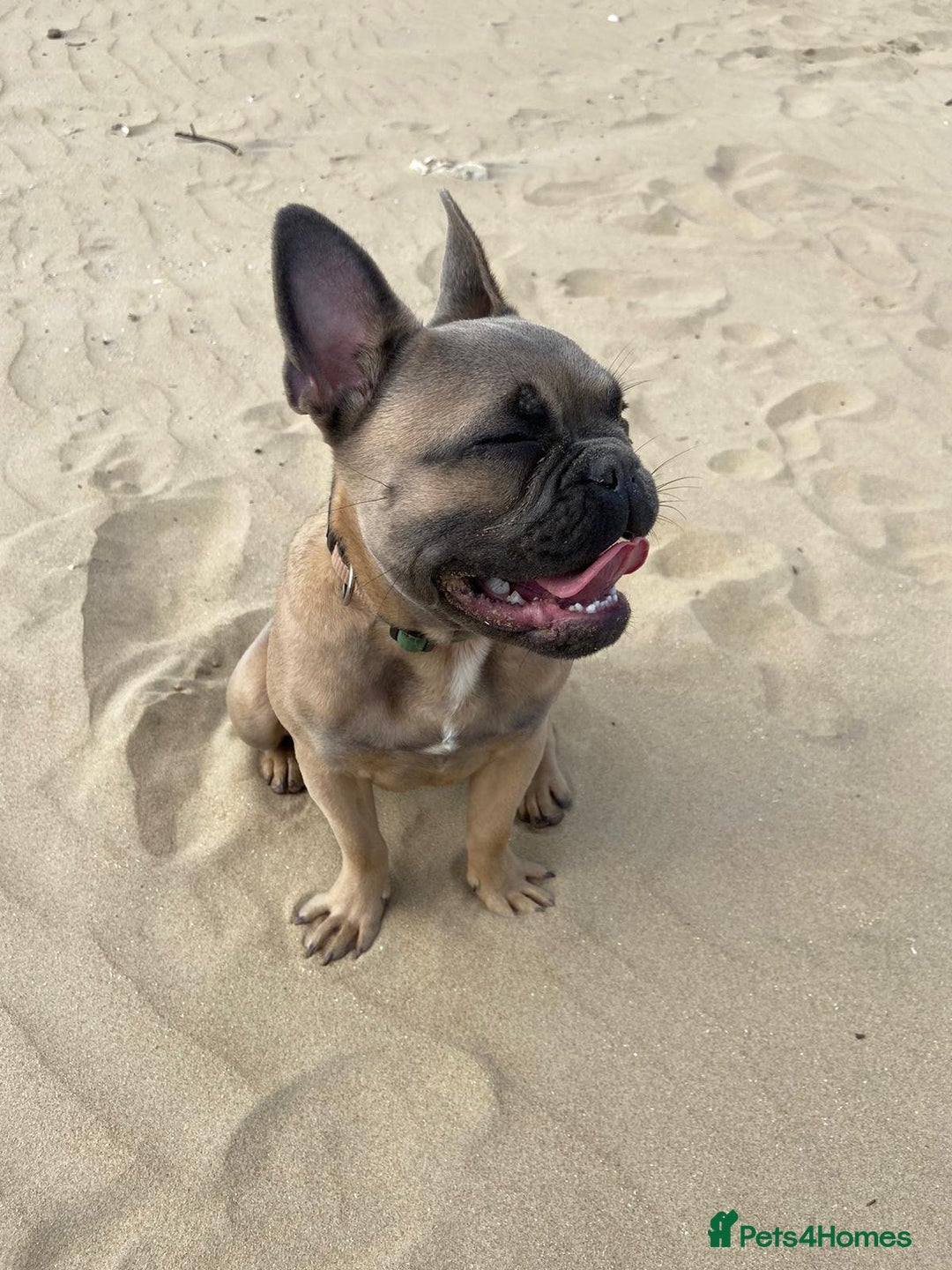 French Bulldog dogs for sale: This is Chip - Image 2