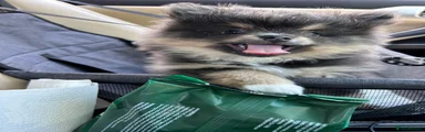 Pomeranian Puppy 1