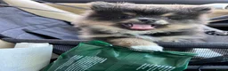 Pomeranian dogs for sale: Cute Pomeranians - Advert 1