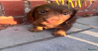Miniature Dachshund dogs - Advert 12