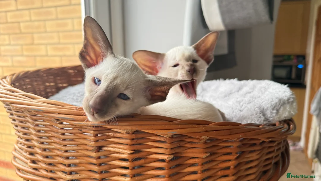 Siamese cats for sale: GCCF registered Siamese Boys - Advert 12