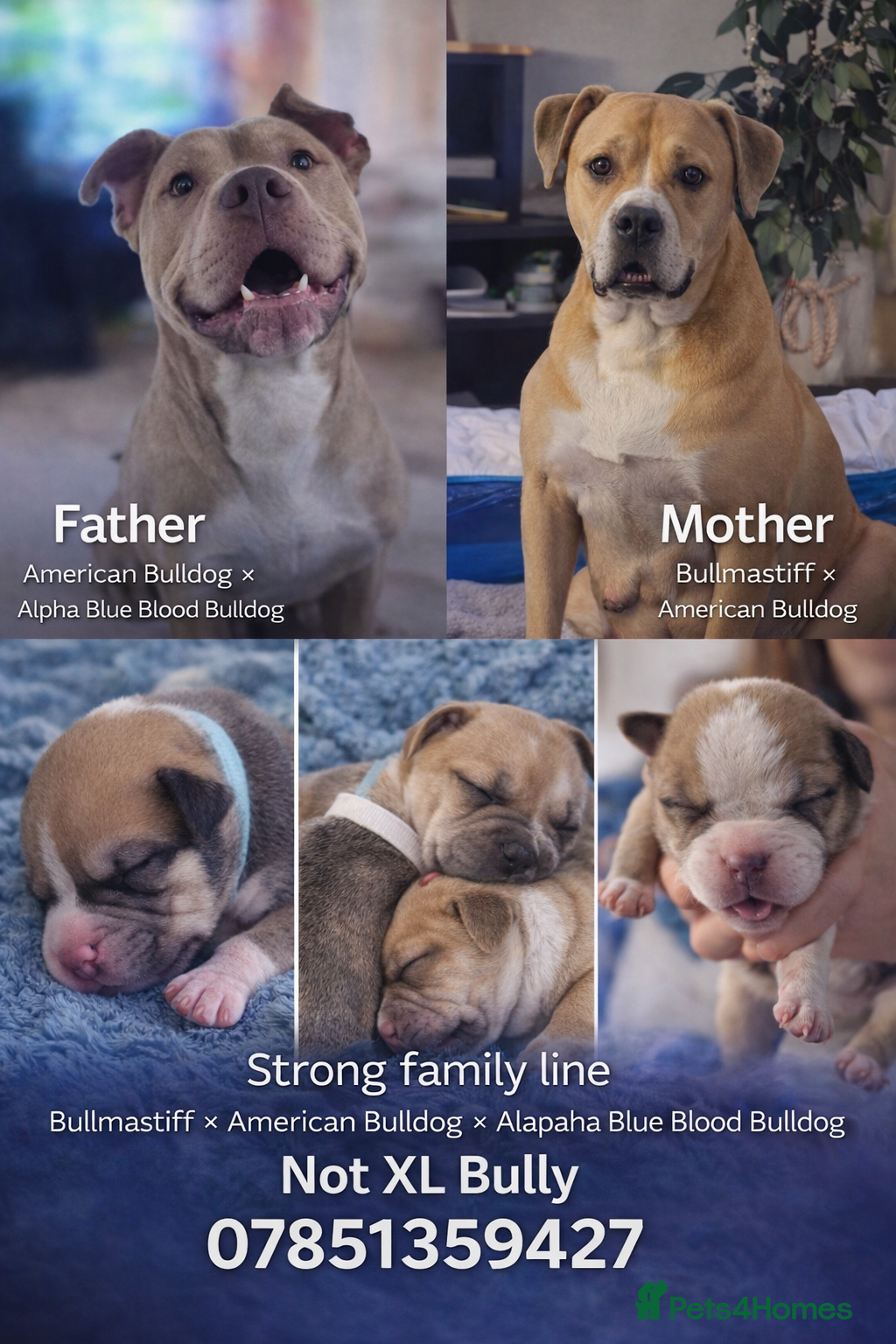 Mixed Breed dogs American Bulldog Cross Puppies – NOT XL Bullies - Advert 4