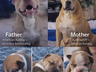 Mixed Breed dogs American Bulldog Cross Puppies – NOT XL Bullies - Advert 4