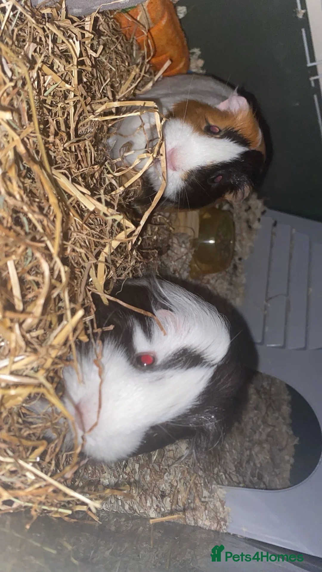 Guinea Pig rodents for sale: Bubble And Squeak - Advert 4