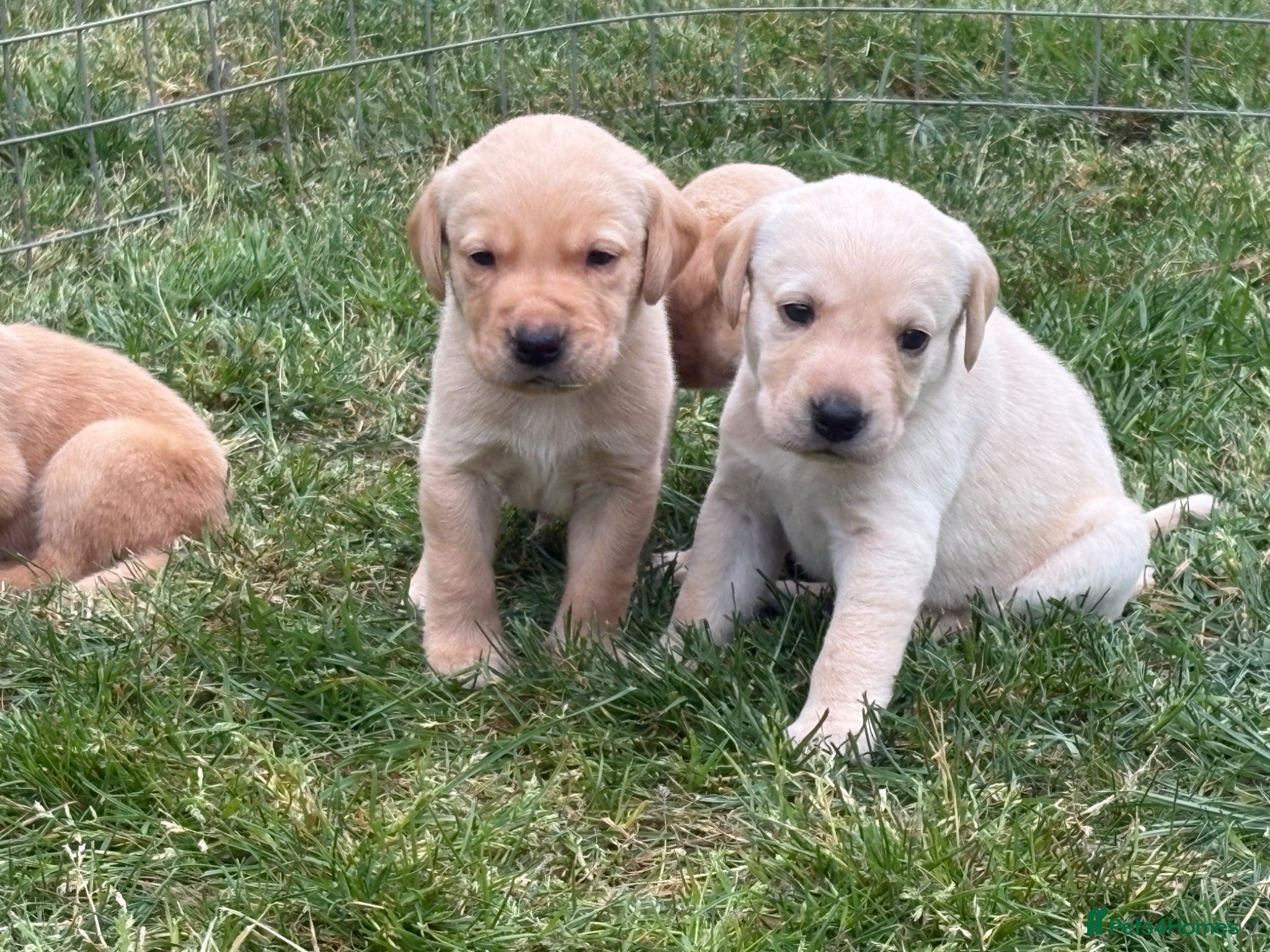 Labrador Retriever dogs KC REG YELLOW LABRADOR RETRIEVER PUPS - Advert 18