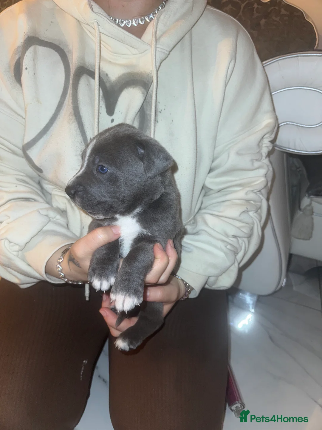 Cane Corso dogs for sale: Outstanding cane corso pups 🐶  - Advert 37