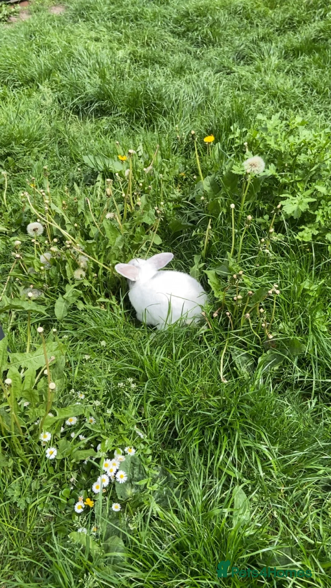 Mixed Breed rabbits for sale: 2 rabbits ,Comes with everything u need - Advert 2