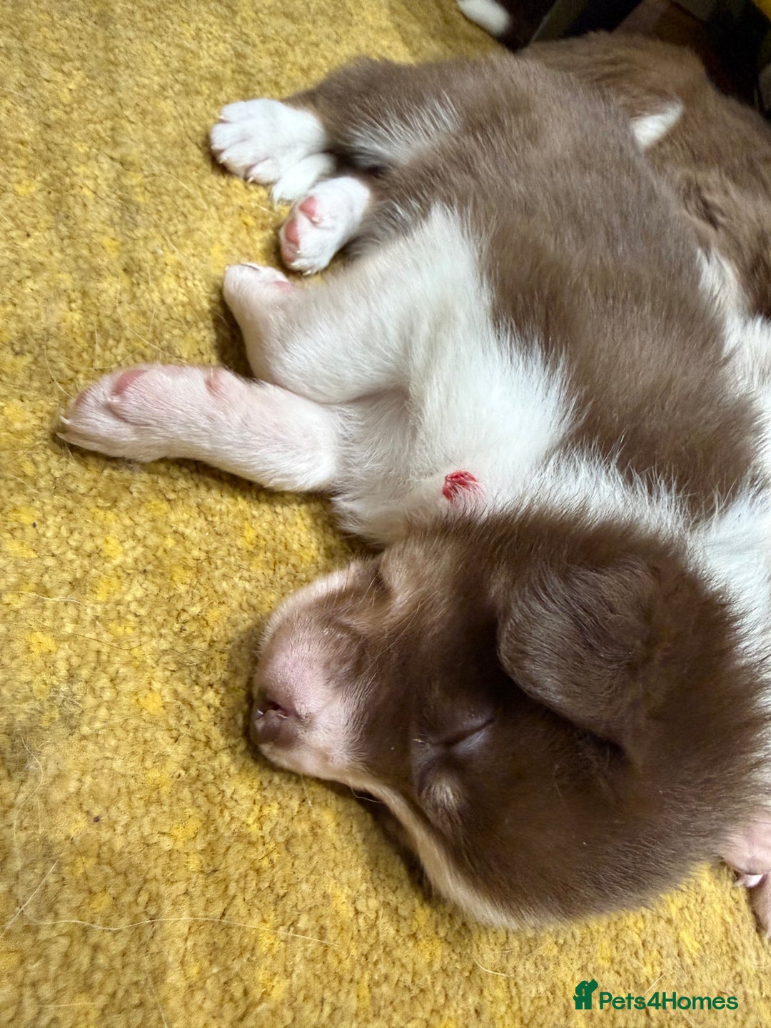 Border Collie dogs for sale: Red & white tri merle border collie puppies - Advert 12