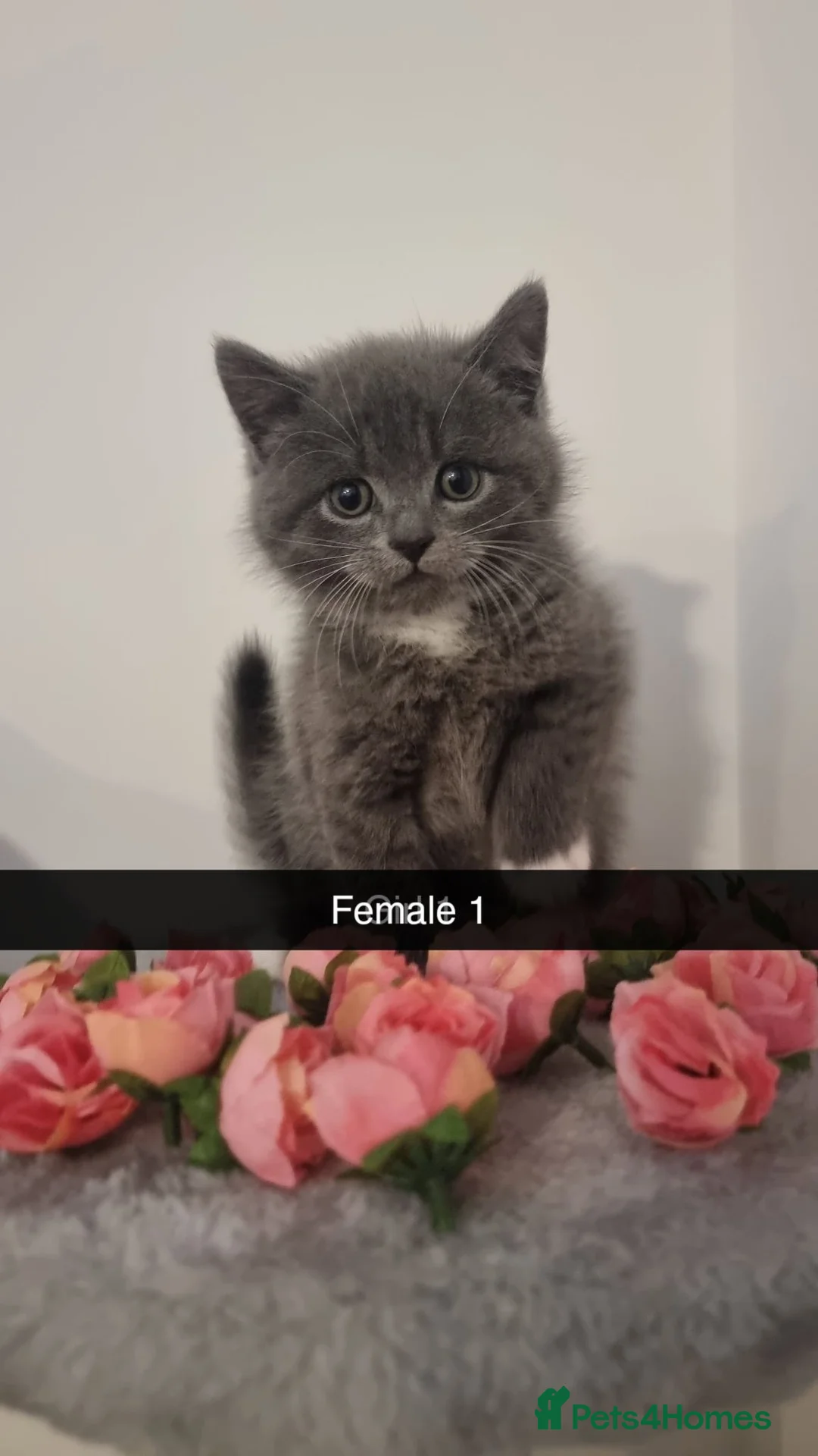 British Shorthair cats for sale: British shorthair kittens  - Advert 2