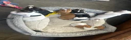 Jack Russell dogs for sale: Beautiful litter of 7 amazing Jack Russel puppies - Advert 10